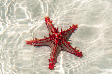 Fototapeta na wymiar African red knob sea star