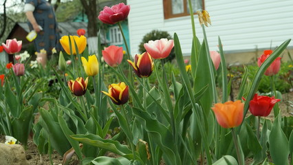 Obraz premium SAMSUNG CSC