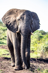 Obraz premium elephant on road