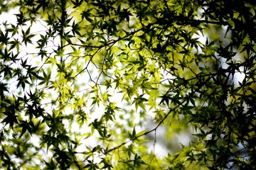 backlit green maple leaves of tree in spring