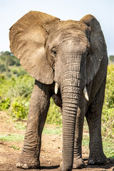 Obraz na płótnie Canvas elephant on road