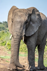 Fototapeta na wymiar elephant on road