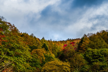 Obraz premium 秋の日塩もみじライン Leaves change color in the autumn.