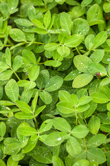Fototapeta na wymiar Green peanut leaves with dew drops close-up