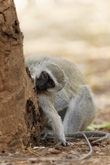 Juvenile vervet monkey playing hide and seek