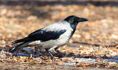 Obraz premium A raven walks on the ground in the park