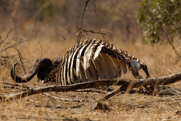 Obraz na płótnie Canvas Sunlit buffalo skeleton lying on the dusty ground