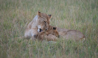 lioness washing cub