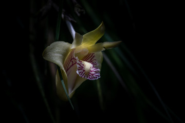 orchid on black background - Powered by Adobe