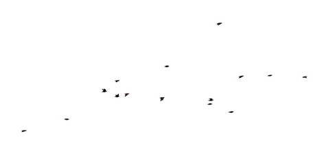 Flock of birds isolated on white background