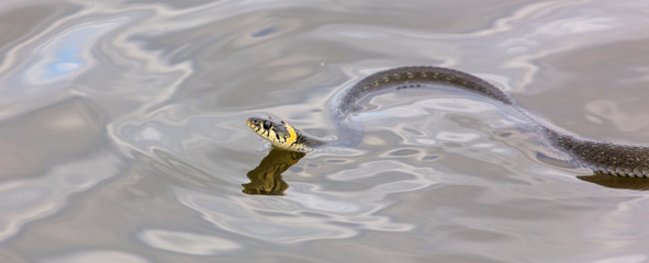 A snake swims in the expanse of water