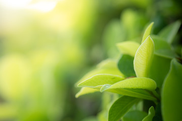 Closeup beautiful view of nature green leaves on blurred greenery tree background with sunlight in public garden park. It is landscape ecology and copy space for wallpaper and backdrop.