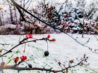 red berries in snow