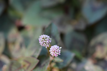 Pink-head knotweed