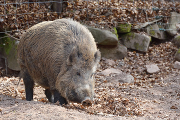 Big and wild boar with brown wool in a special corral with a fence