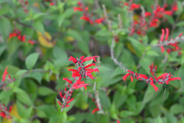 Pineapple sage Ananas