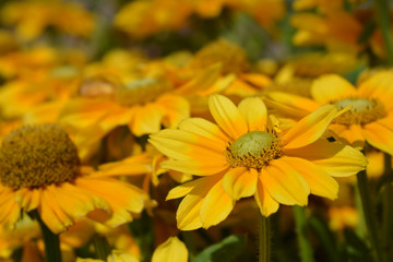 Rudbeckia Smileyz