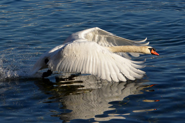 Swan with his Wings Raised on the Water.