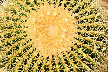 Cactus plants Echinocactus