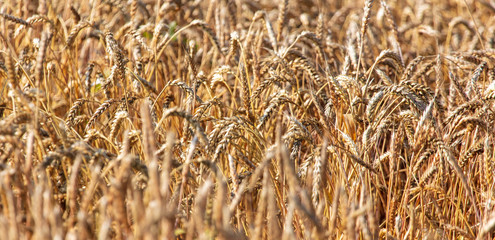 Ripe ears of wheat grow on the nature