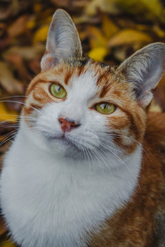 Retrato felino