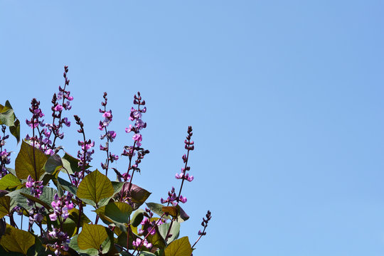 Ruby Moon Hyacinth bean