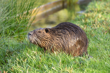 Beautiful nutria with wet hair in the green grass on the background of the pond