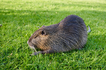 Beautiful and wet nutria sits in the green grass in a city park