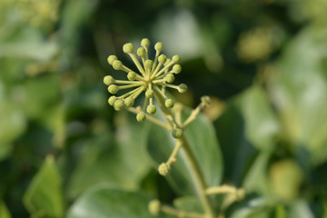 Common ivy
