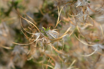 Great hairy willowherb