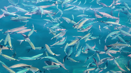 Fish in the blue water of the sea as a background
