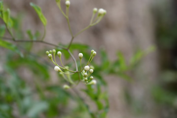flowers in the garden