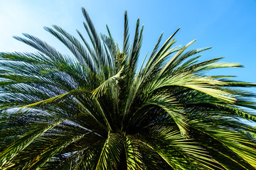 Obraz na płótnie Canvas Leaves of palm trees in a tropical garden