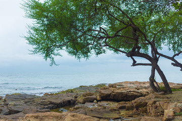 Lonely tree on the seashore during an outflow