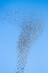 Stado ptaków - pierwsze oznaki migracji ptaków - obrazy, fototapety, plakaty
