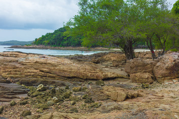 The beautiful stony coast and lonely tree after an outflow