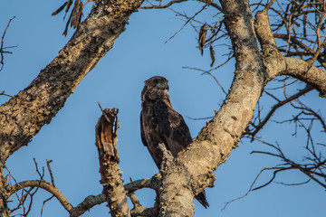 Marshall Eagle in tree