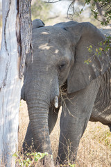 elephant near tree