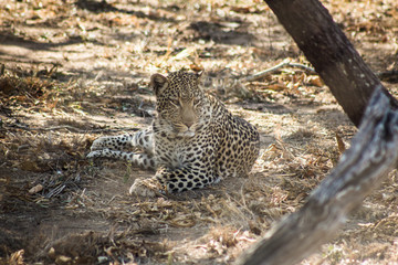leopard under a tree