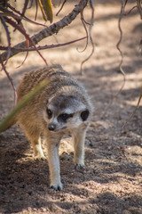 meerkat standing on rock