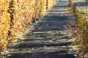 Fototapeta na wymiar Fallen yellow leaves on the path of the autumn park. Fall foliage in the autumn city. 