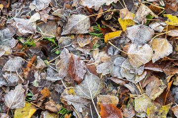 Autumn background with frosty fallen leaves on the grass. Rime on plants close-up. 