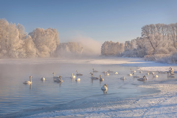 lake swans ice snow fog winter frost