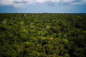 Amazon Rainforest in Anavilhanas National Park, Amazonas - Brazil