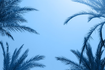 Fototapeta na wymiar Tropical classic palms on blue sky abstract Summer trendy color background 2020.