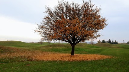 Les feuilles tombent, tombent !  Vive les couleurs de l'automne !