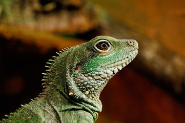 Wasseragame, Portraitaufnahme