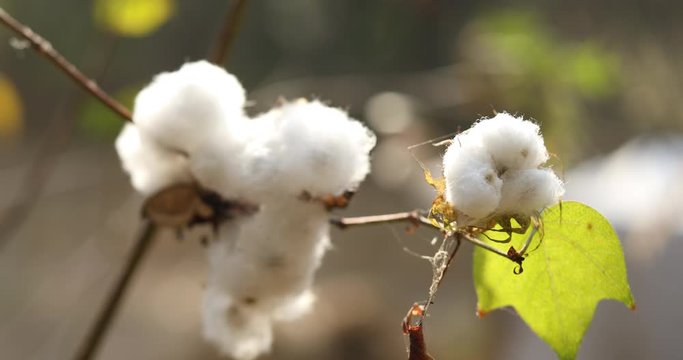 Beautiful white cotton flowers,Cotton flowers on the fields of cotton trees