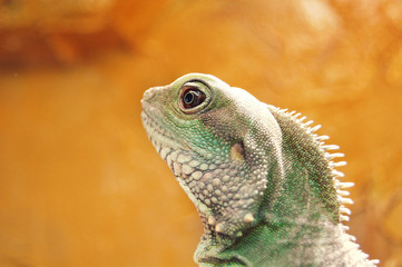 Wasseragame vor orange farbenem Hintergrund, neugierige Nase