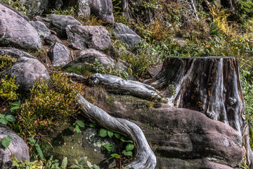 Stones and moss in the coniferous forest